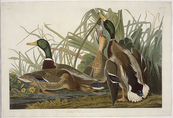 WikiOO.org - אנציקלופדיה לאמנויות יפות - ציור, יצירות אמנות Robert Havell - Mallard Duck