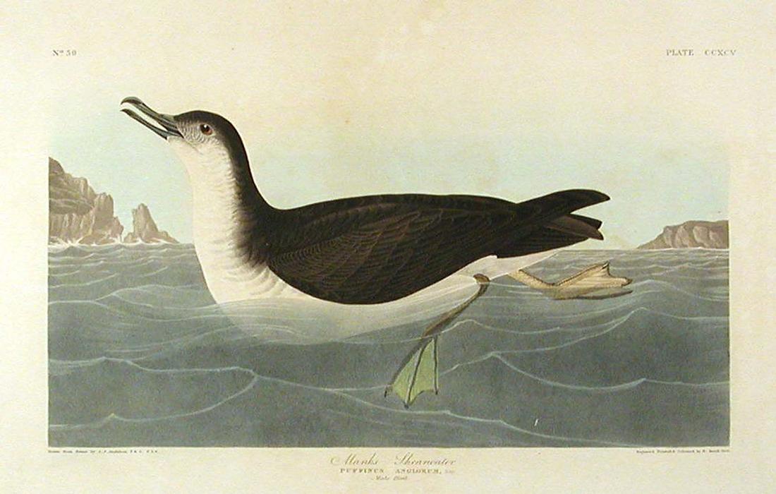 Wikioo.org - The Encyclopedia of Fine Arts - Painting, Artwork by Robert Havell - Manks Shearwater