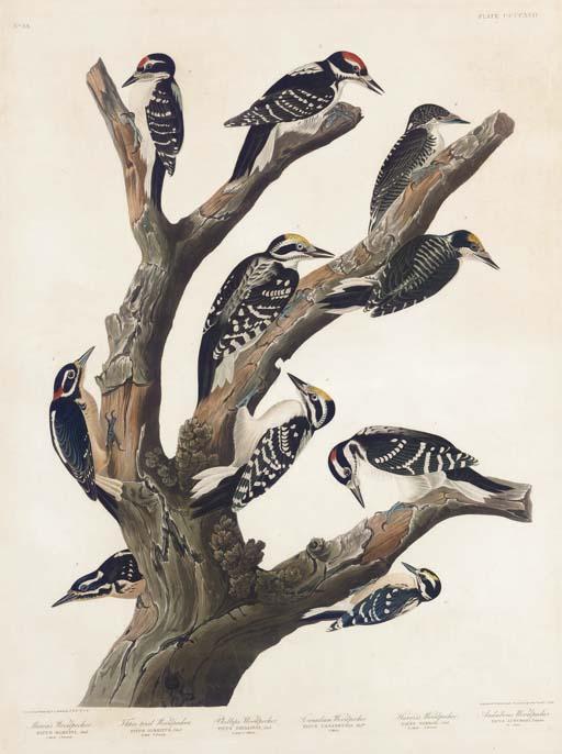 Wikioo.org - The Encyclopedia of Fine Arts - Painting, Artwork by Robert Havell - Maria's Woodpecker, Three-toed Woodpecker, Phillips' Woodpecker, Canadian Woodpecker, Harris's Woodpecker, Audubon's Woodpecker