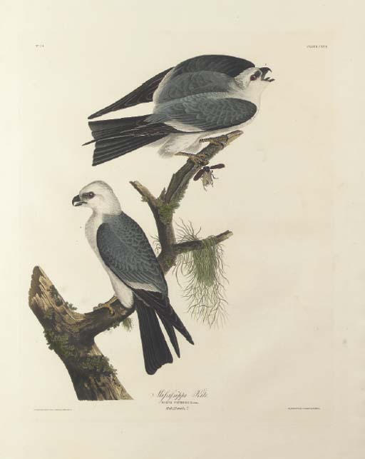 Wikioo.org - The Encyclopedia of Fine Arts - Painting, Artwork by Robert Havell - Mississippi Kite