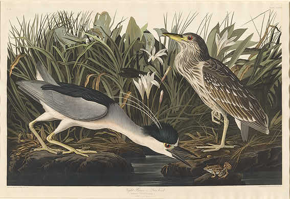 WikiOO.org - Енциклопедия за изящни изкуства - Живопис, Произведения на изкуството Robert Havell - Night Heron or Qua bird