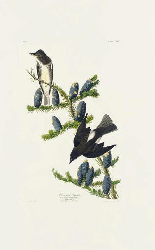WikiOO.org - Енциклопедия за изящни изкуства - Живопис, Произведения на изкуството Robert Havell - Olive sided Flycatcher