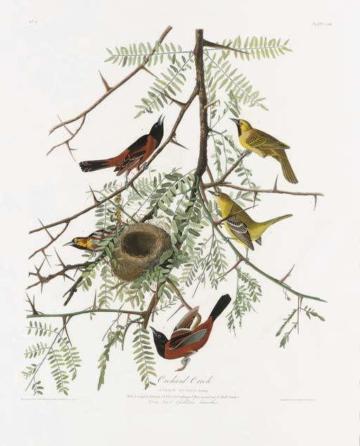 Wikioo.org - The Encyclopedia of Fine Arts - Painting, Artwork by Robert Havell - Orchard Oriole