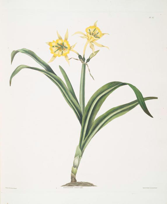 WikiOO.org - Encyclopedia of Fine Arts - Maľba, Artwork Robert Havell - Pancratium amancaes
