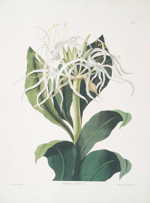 Wikioo.org - The Encyclopedia of Fine Arts - Painting, Artwork by Robert Havell - Pancratium specidsum