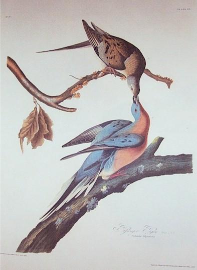 Wikioo.org - The Encyclopedia of Fine Arts - Painting, Artwork by Robert Havell - Passenger Pigeon