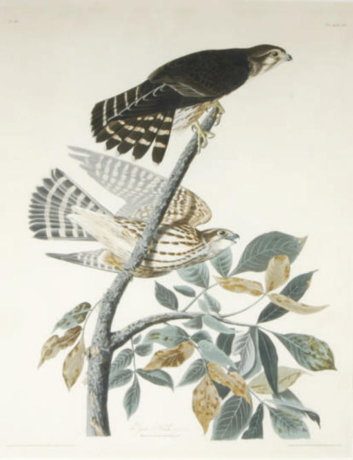 WikiOO.org - Güzel Sanatlar Ansiklopedisi - Resim, Resimler Robert Havell - Pigeon Hawk, Male