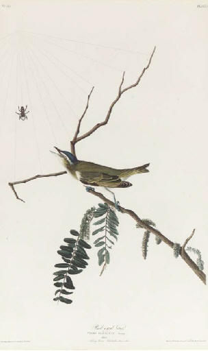 WikiOO.org - Encyclopedia of Fine Arts - Lukisan, Artwork Robert Havell - Prairie Warbler