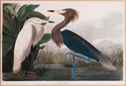 WikiOO.org - Εγκυκλοπαίδεια Καλών Τεχνών - Ζωγραφική, έργα τέχνης Robert Havell - Purple Heron