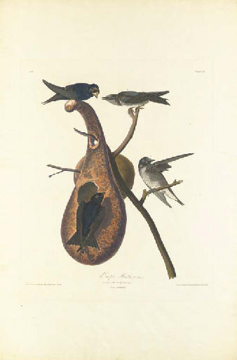 Wikioo.org - The Encyclopedia of Fine Arts - Painting, Artwork by Robert Havell - Purple Martin