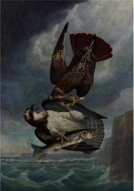 Wikioo.org - The Encyclopedia of Fine Arts - Painting, Artwork by Robert Havell - Red-Tailed Hawk and Osprey (Fish Hawk)