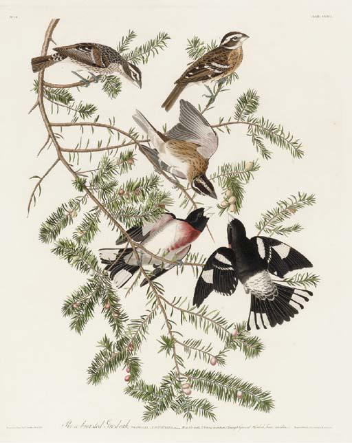 Wikioo.org - The Encyclopedia of Fine Arts - Painting, Artwork by Robert Havell - Rose-breasted Grosbeak