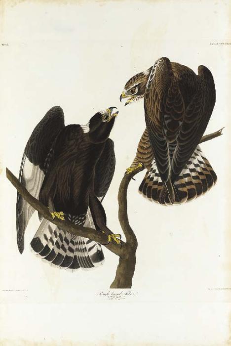 WikiOO.org - Енциклопедия за изящни изкуства - Живопис, Произведения на изкуството Robert Havell - Rough-legged Falcon