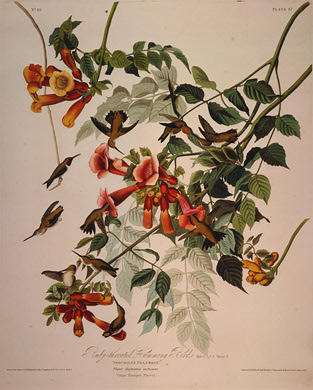Wikioo.org - The Encyclopedia of Fine Arts - Painting, Artwork by Robert Havell - Ruby-throated Humming Bird