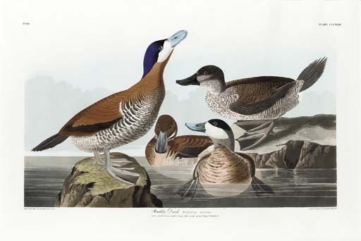 WikiOO.org - Енциклопедия за изящни изкуства - Живопис, Произведения на изкуството Robert Havell - Ruddy Duck