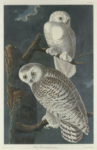WikiOO.org - Encyclopedia of Fine Arts - Schilderen, Artwork Robert Havell - Snowy Owl