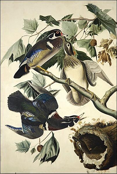 Wikioo.org - The Encyclopedia of Fine Arts - Painting, Artwork by Robert Havell - Summer or Wood Duck