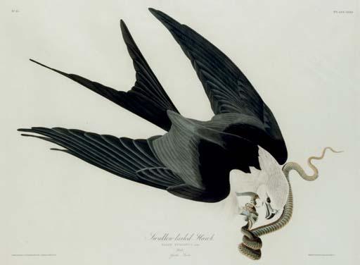 Wikioo.org - สารานุกรมวิจิตรศิลป์ - จิตรกรรม Robert Havell - Swallow-tailed Hawk