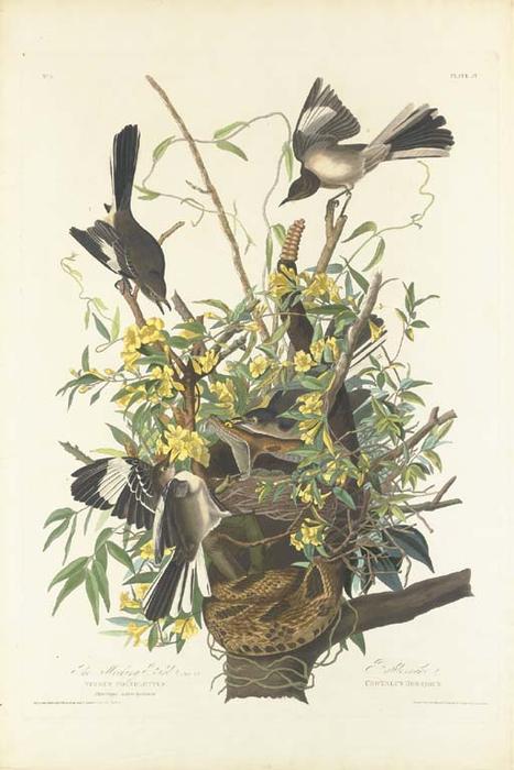 WikiOO.org - Енциклопедия за изящни изкуства - Живопис, Произведения на изкуството Robert Havell - The Mocking Bird