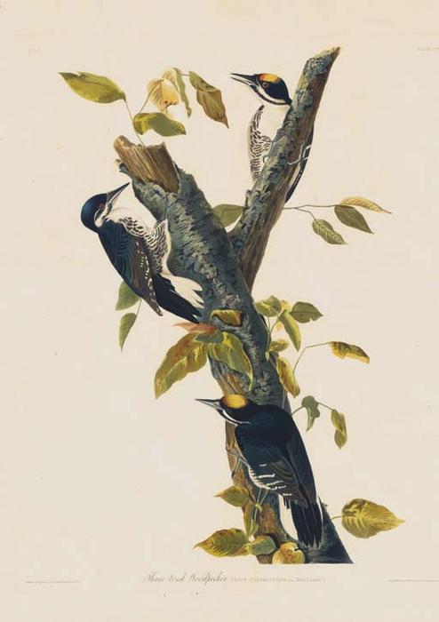 WikiOO.org - Encyclopedia of Fine Arts - Maľba, Artwork Robert Havell - Three-Toed Woodpecker