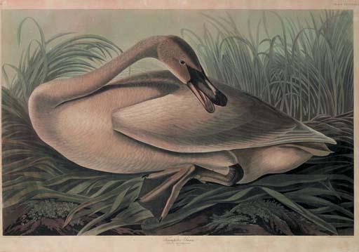 Wikioo.org - The Encyclopedia of Fine Arts - Painting, Artwork by Robert Havell - Trumpeter Swan 1
