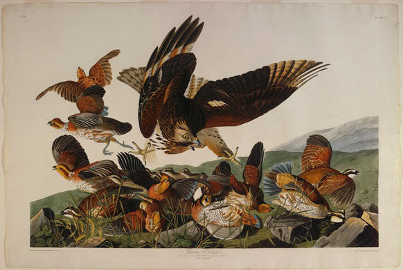 Wikioo.org - The Encyclopedia of Fine Arts - Painting, Artwork by Robert Havell - Virginian Partridge