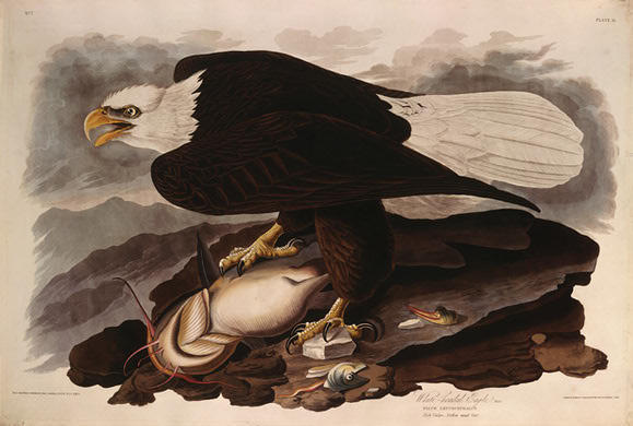 Wikioo.org - The Encyclopedia of Fine Arts - Painting, Artwork by Robert Havell - White-headed Eagle