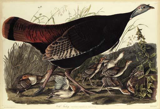 WikiOO.org - Енциклопедия за изящни изкуства - Живопис, Произведения на изкуството Robert Havell - Wild Turkey