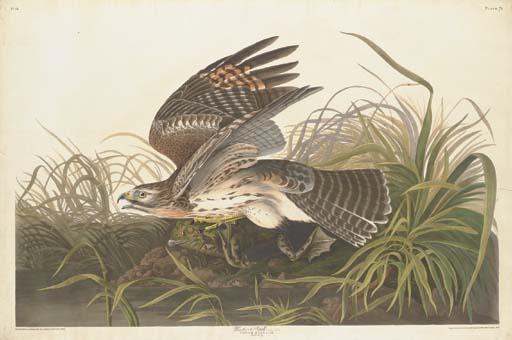 Wikioo.org - The Encyclopedia of Fine Arts - Painting, Artwork by Robert Havell - Winter Hawk