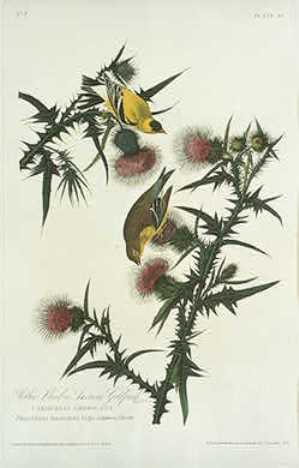 Wikioo.org - The Encyclopedia of Fine Arts - Painting, Artwork by Robert Havell - Yellow Bird or American Goldfinch