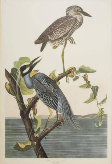 Wikioo.org - The Encyclopedia of Fine Arts - Painting, Artwork by Robert Havell - Yellow Crowned Heron