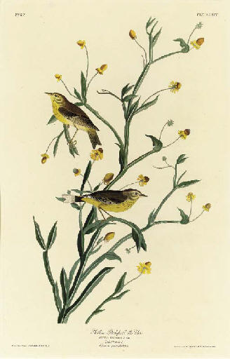 WikiOO.org - Енциклопедия за изящни изкуства - Живопис, Произведения на изкуството Robert Havell - Yellow Red-poll Warbler