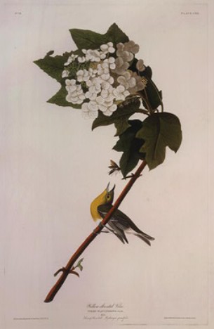 WikiOO.org - Enciklopedija dailės - Tapyba, meno kuriniai Robert Havell - Yellow-throated Vireo