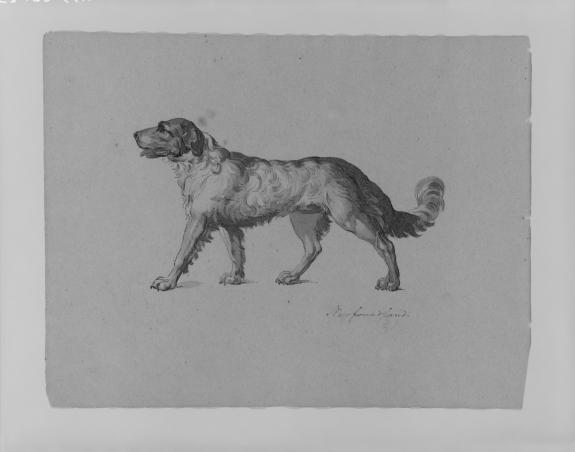 WikiOO.org - Enciclopedia of Fine Arts - Pictura, lucrări de artă Thomas Sully - Newfoundland Dog