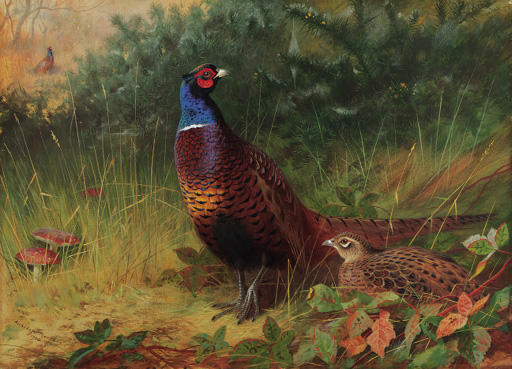 Wikioo.org - The Encyclopedia of Fine Arts - Painting, Artwork by Archibald Thorburn - 'in The Furze Breake'. A Cock And Hen Pheasant Among Gorse