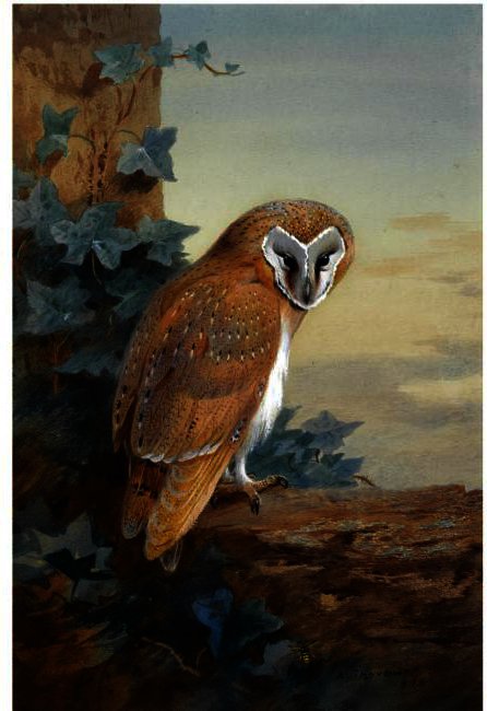 WikiOO.org - Enciclopédia das Belas Artes - Pintura, Arte por Archibald Thorburn - A Barn Owl