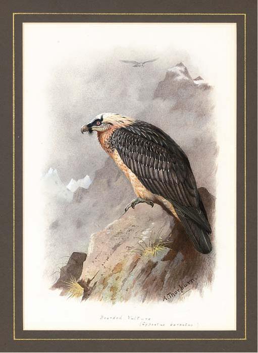 Wikoo.org - موسوعة الفنون الجميلة - اللوحة، العمل الفني Archibald Thorburn - A Bearded Vulture