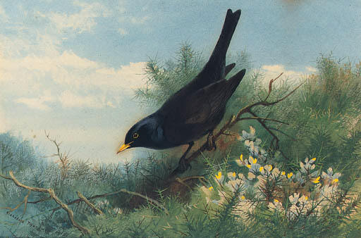 WikiOO.org - Encyclopedia of Fine Arts - Maalaus, taideteos Archibald Thorburn - A Blackbird Amongst Gorse