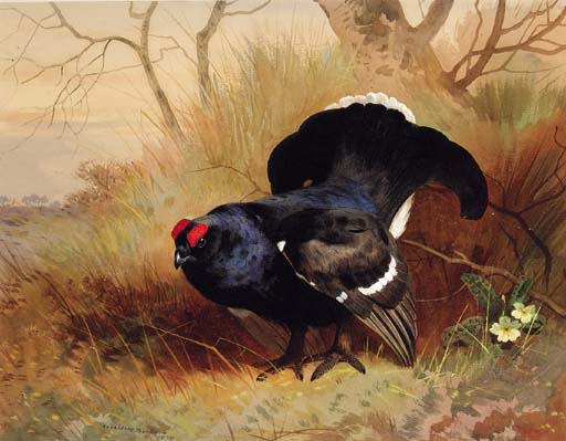 Wikioo.org - The Encyclopedia of Fine Arts - Painting, Artwork by Archibald Thorburn - A Blackcock In A Woodland Clearing