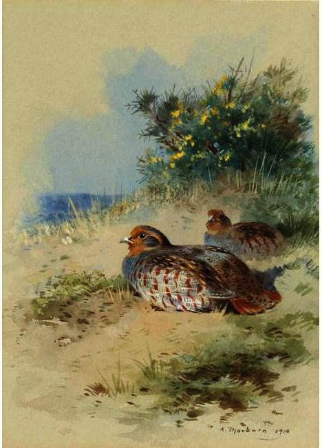Wikoo.org - موسوعة الفنون الجميلة - اللوحة، العمل الفني Archibald Thorburn - A Brace Of Grey Partridges