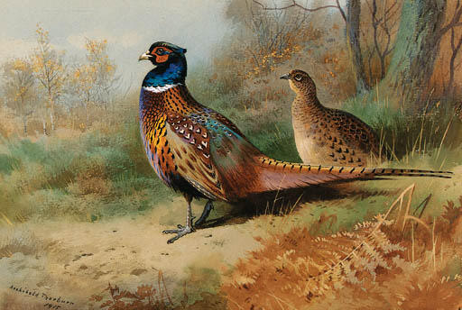 Wikioo.org – L'Encyclopédie des Beaux Arts - Peinture, Oeuvre de Archibald Thorburn - Un coq et poule faisan dans une clairière