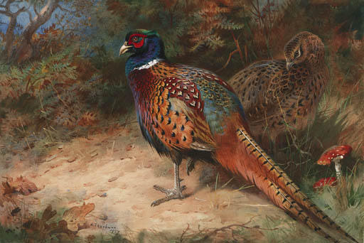 WikiOO.org - Encyclopedia of Fine Arts - Målning, konstverk Archibald Thorburn - A Cock And Hen Pheasant