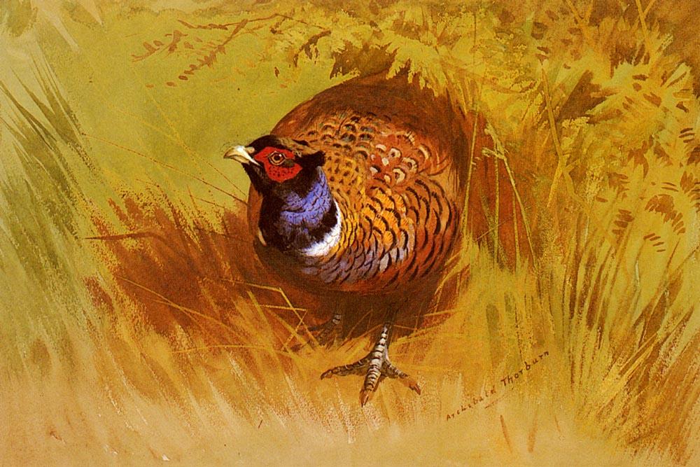Wikioo.org - Encyklopedia Sztuk Pięknych - Malarstwo, Grafika Archibald Thorburn - A Cock Pheasant