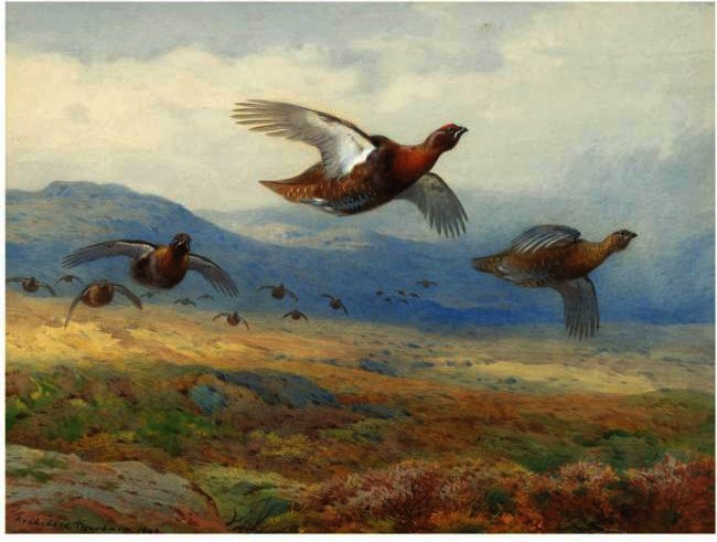 Wikioo.org - Encyklopedia Sztuk Pięknych - Malarstwo, Grafika Archibald Thorburn - A Covey Of Grouse In Flight