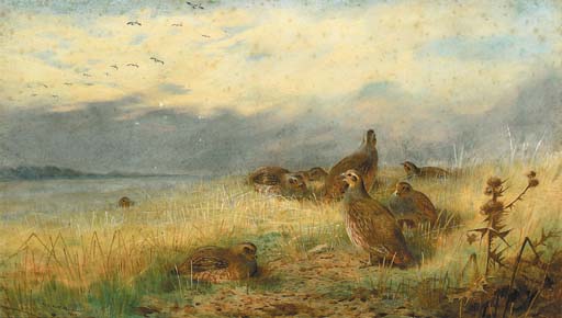 WikiOO.org - Enciclopédia das Belas Artes - Pintura, Arte por Archibald Thorburn - A Covey Of Partridge In The Stubble, With Lapwings Flying Overhead