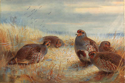 Wikioo.org – L'Encyclopédie des Beaux Arts - Peinture, Oeuvre de Archibald Thorburn - Une compagnie de perdrix dans les chaumes
