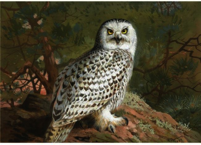 Wikioo.org - The Encyclopedia of Fine Arts - Painting, Artwork by Archibald Thorburn - A Female Snowy Owl