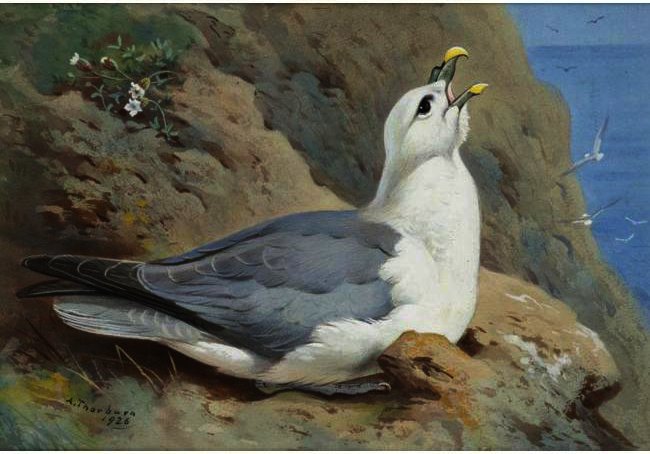WikiOO.org – 美術百科全書 - 繪畫，作品 Archibald Thorburn - 一海燕海燕