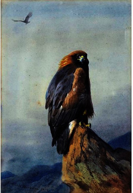 Wikoo.org - موسوعة الفنون الجميلة - اللوحة، العمل الفني Archibald Thorburn - A Golden Eagle 1