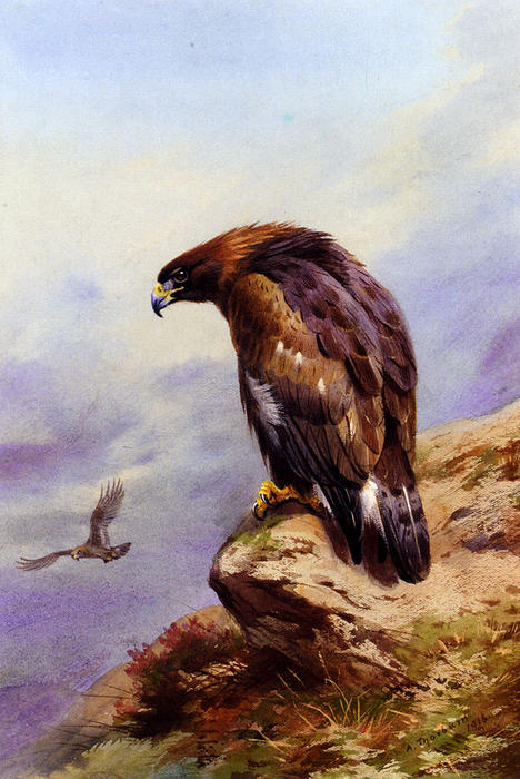 Wikioo.org – La Enciclopedia de las Bellas Artes - Pintura, Obras de arte de Archibald Thorburn - a dorado águila
